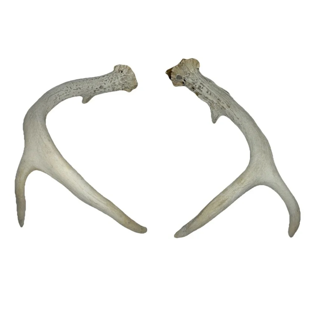 Wild 6 Point Pennsylvania Whitetail Deer Antlers Horns Decor‎ Man Cave Cabin